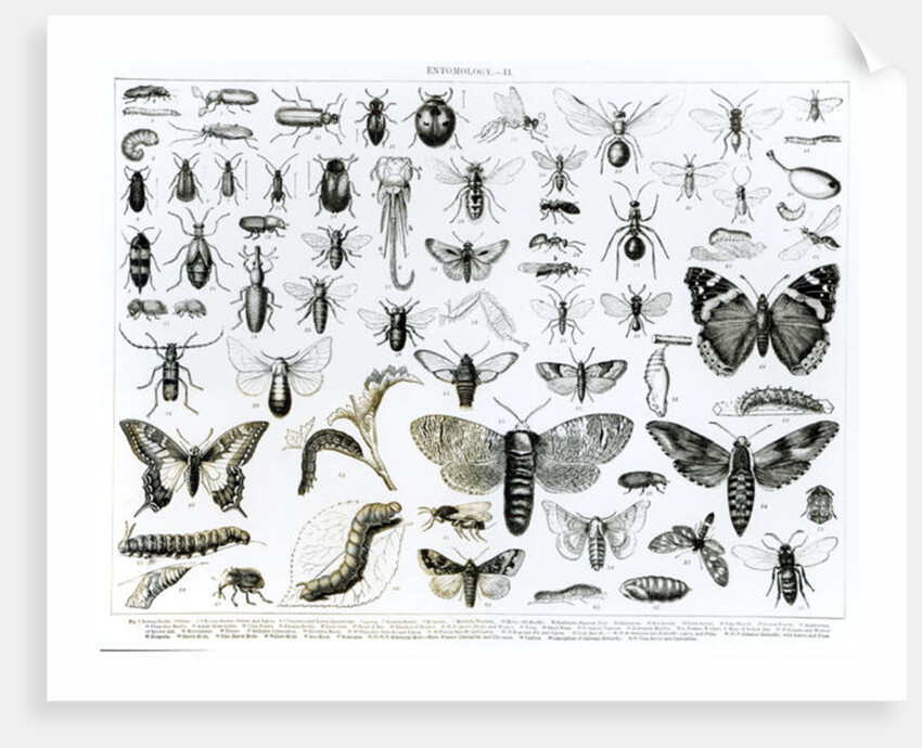 Entomology by School English