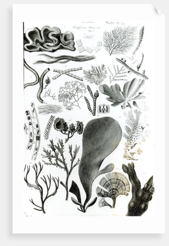 Conferra Fucus by School English