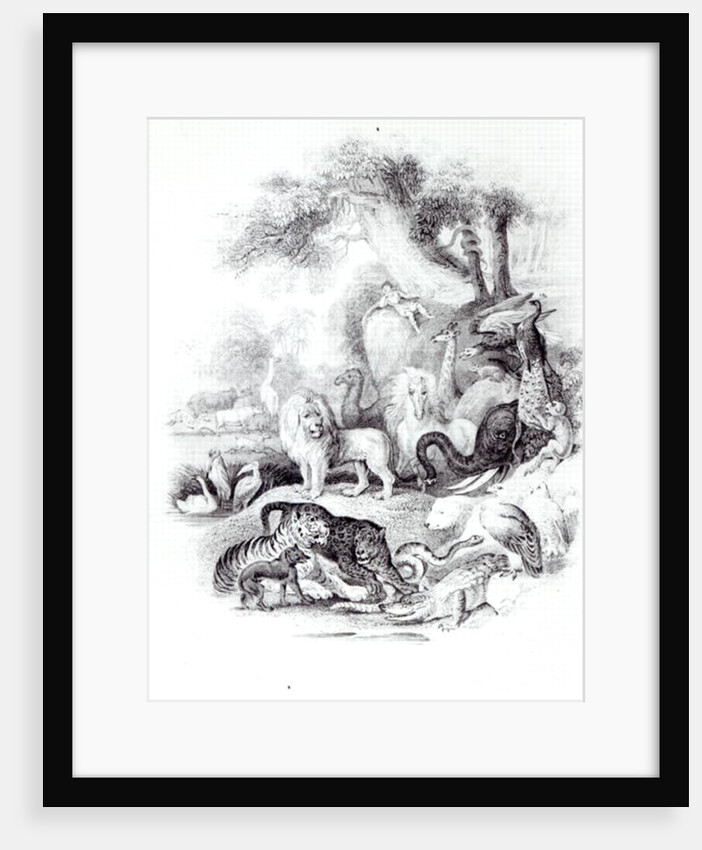 Wild Animals from 'A History of the Earth and Animated Nature' by Oliver Goldsmith, London, 1840 by English School