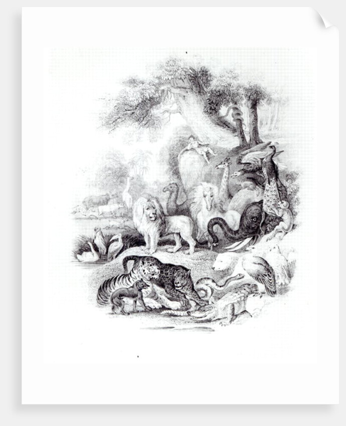 Wild Animals from 'A History of the Earth and Animated Nature' by Oliver Goldsmith, London, 1840 by English School