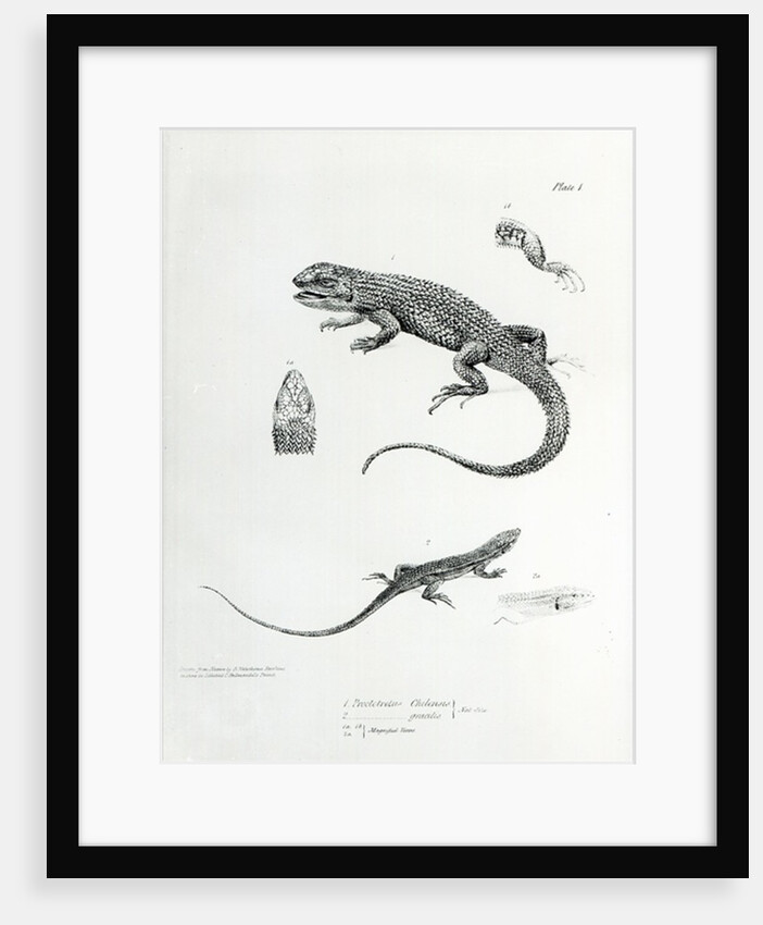 Shingled Iguana by English School