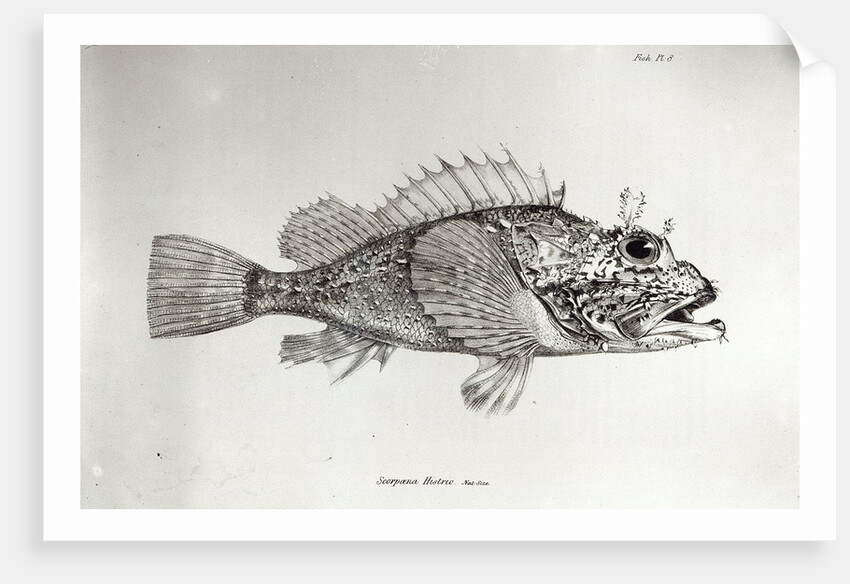 corpion Fis by English School