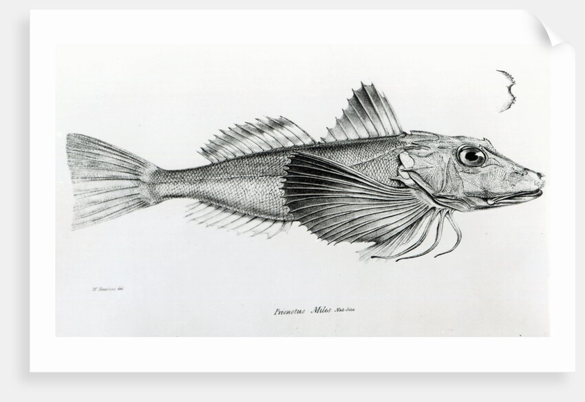 Galapagos Gurnard, plate 6 from 'The Zoology of the Voyage of H.M.S Beagle, 1832-36' by Charles Darwin by English School