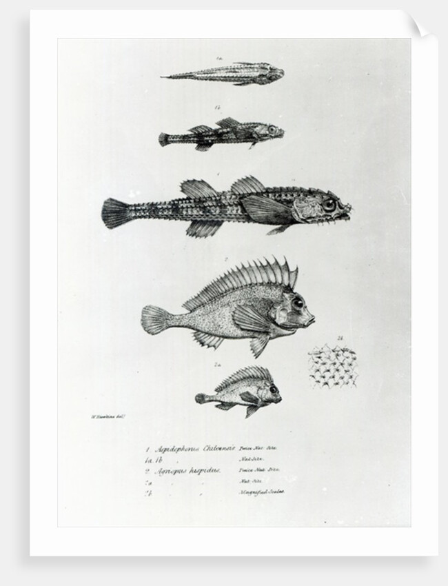 Aspidophorus Chiloensis and Agriopus Hispidus by English School