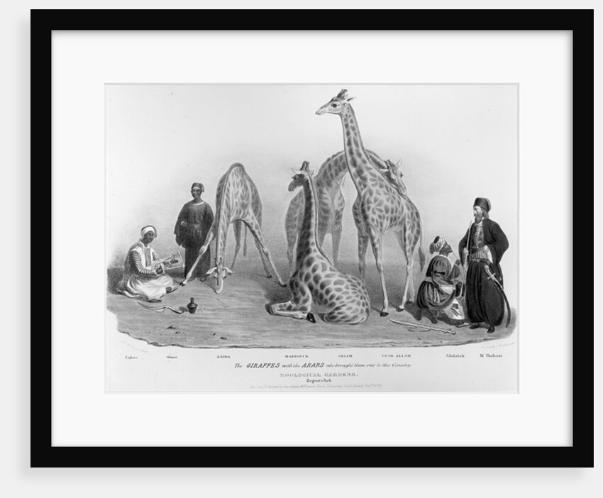 The Giraffes with the Arabs who brought them over to this country, Zoological Gardens, Regent's Park, 1836 by George the Elder Scharf