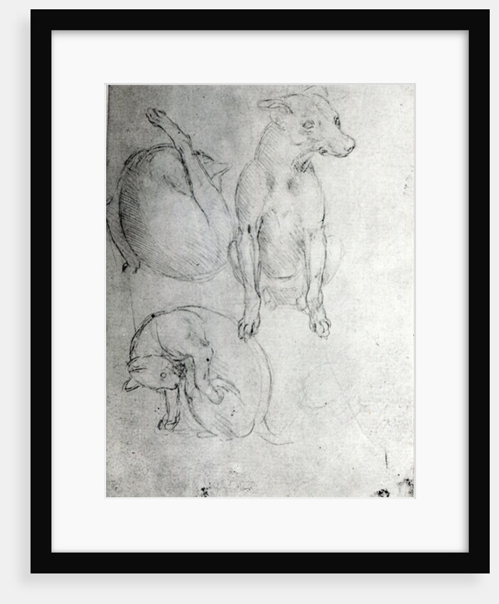 Study of a dog and a cat, c.1480 by Leonardo da Vinci