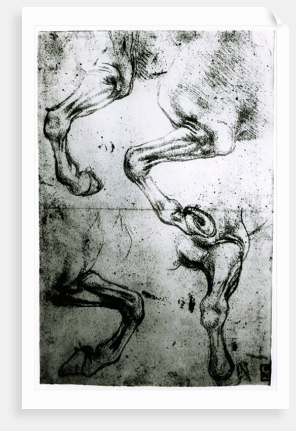 Studies of Horses legs by Leonardo da Vinci