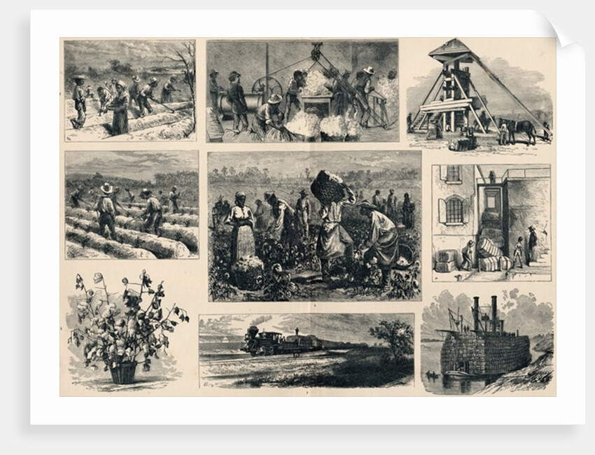 Cotton: its Cultivation and Preparation in America by English School