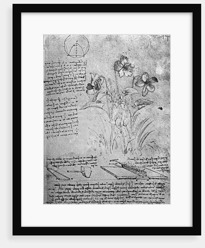 Studies of Violas, fol. 14r from Manuscript B, c.1487-90 by Leonardo da Vinci