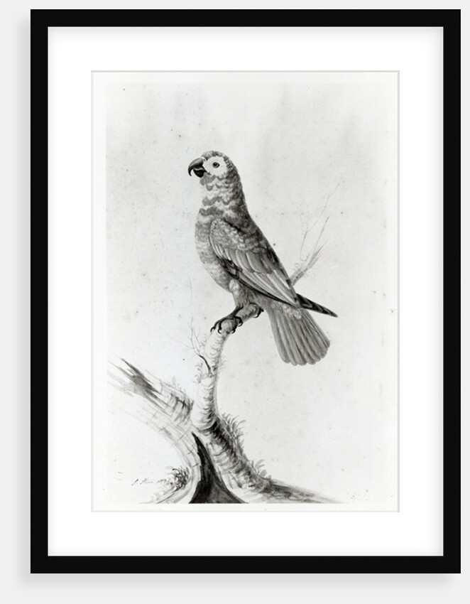 A Parrot, 1786 by Sarah Stone