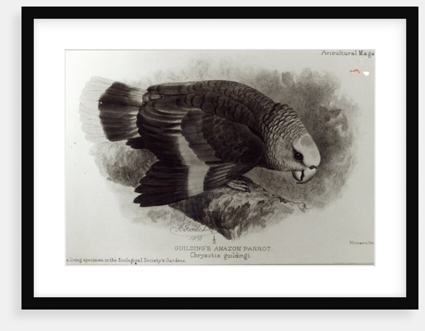 Guilding's Amazon Parrot by English School