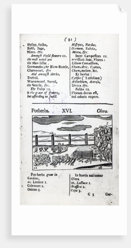 Plant Husbandry from 'Orbis sensualism pictus' by Johann Amos Comenius, published c.1689 by English School