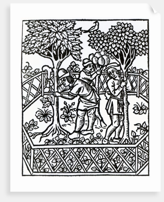 Tending Vines from 'Livre des prouffits champetres' by Petrus de Crescentiis, edition published in 1529 by French School