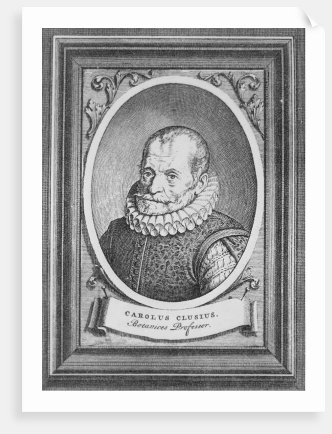 Carolus Clusius by Flemish School