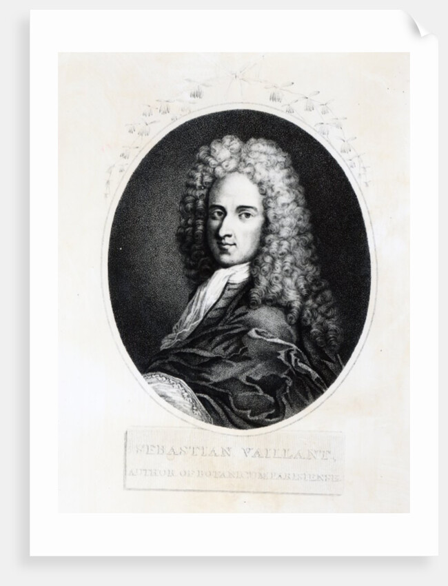 Sebastien Vaillant by French School