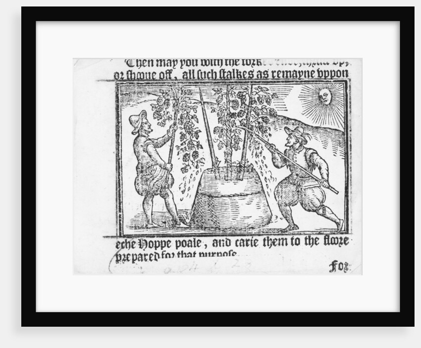 Hop Cultivation by English School