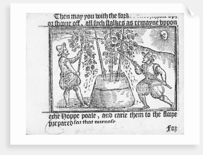 Hop Cultivation by English School