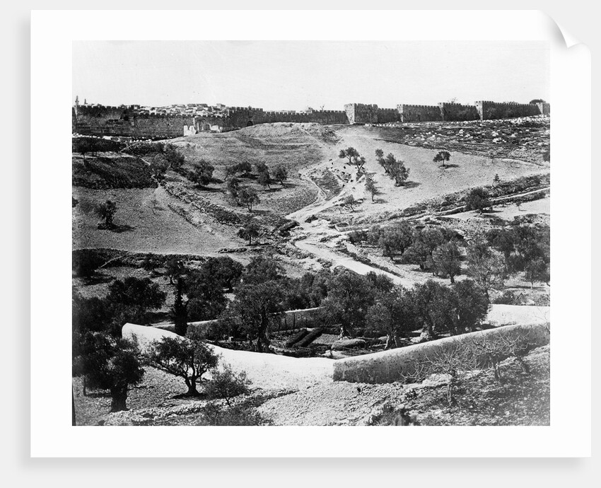 Garden of Gethsemane, 1857 by James & Beato Felice (1832-1909) Robertson