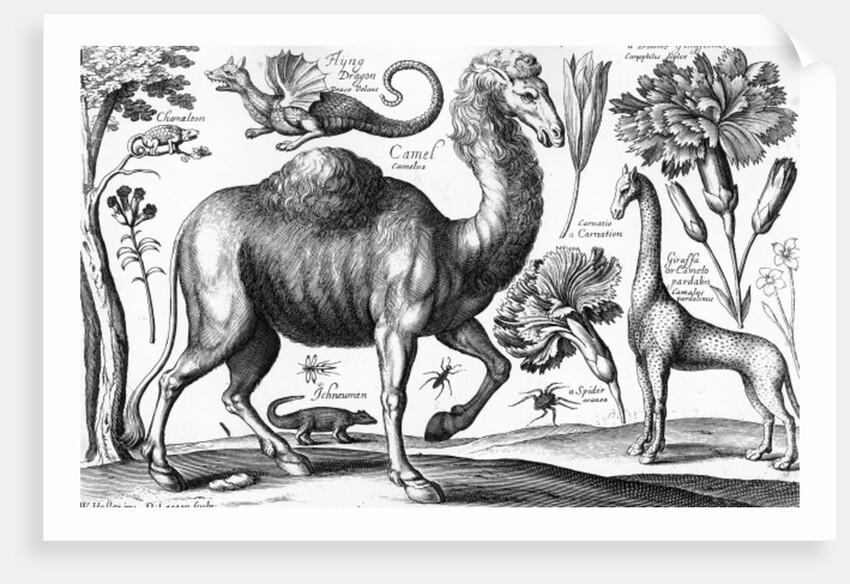 Animalium, Ferarum et Bestiarum by Wenceslaus Hollar