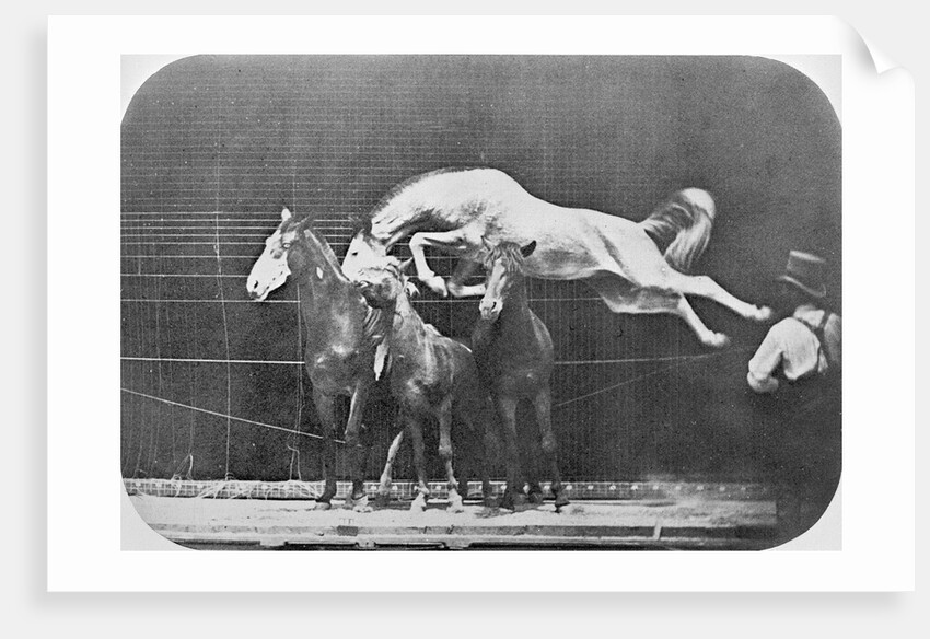 Jumping over three horses...chestnut horse Hornet by Eadweard Muybridge