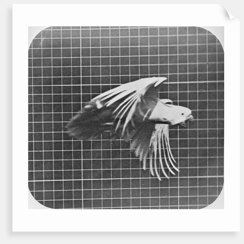 Cockatoo in flight by Eadweard Muybridge