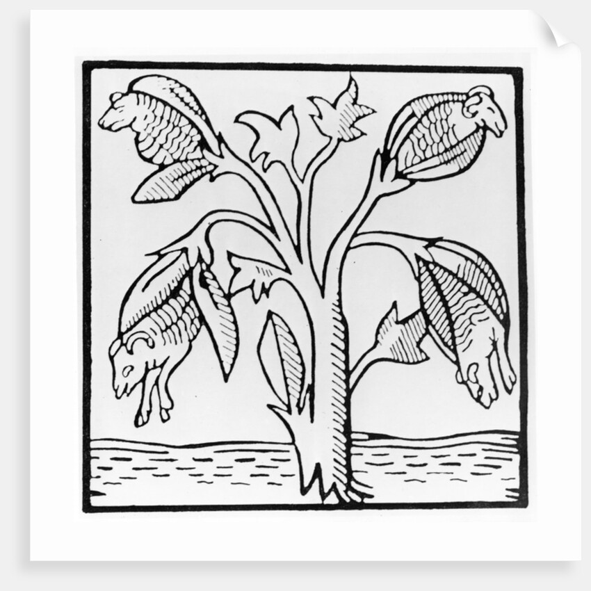 Cotton plant, as imagined by John Mandeville by English School