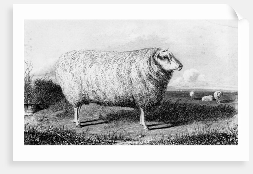 A Leicester Tup by John (after) Sheriff