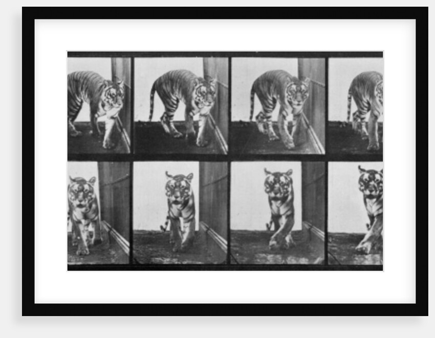 Tiger pacing by Eadweard Muybridge