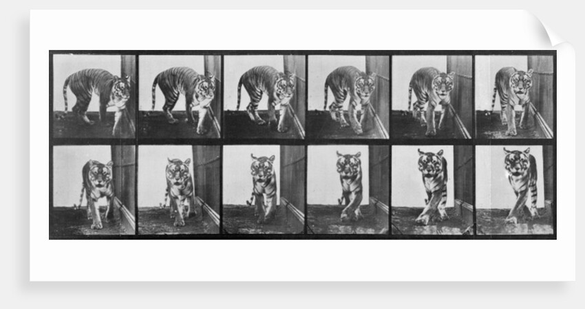 Tiger pacing by Eadweard Muybridge