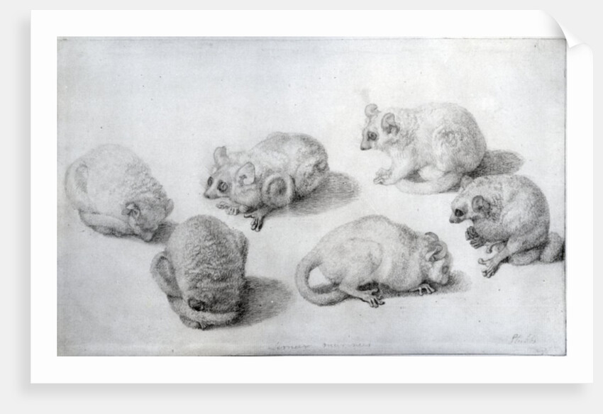 Studies of a Lemur, 1773 by George Stubbs