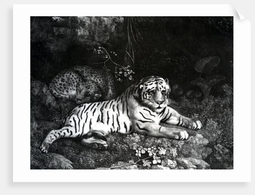 Two Tigers, 1788 by George Stubbs