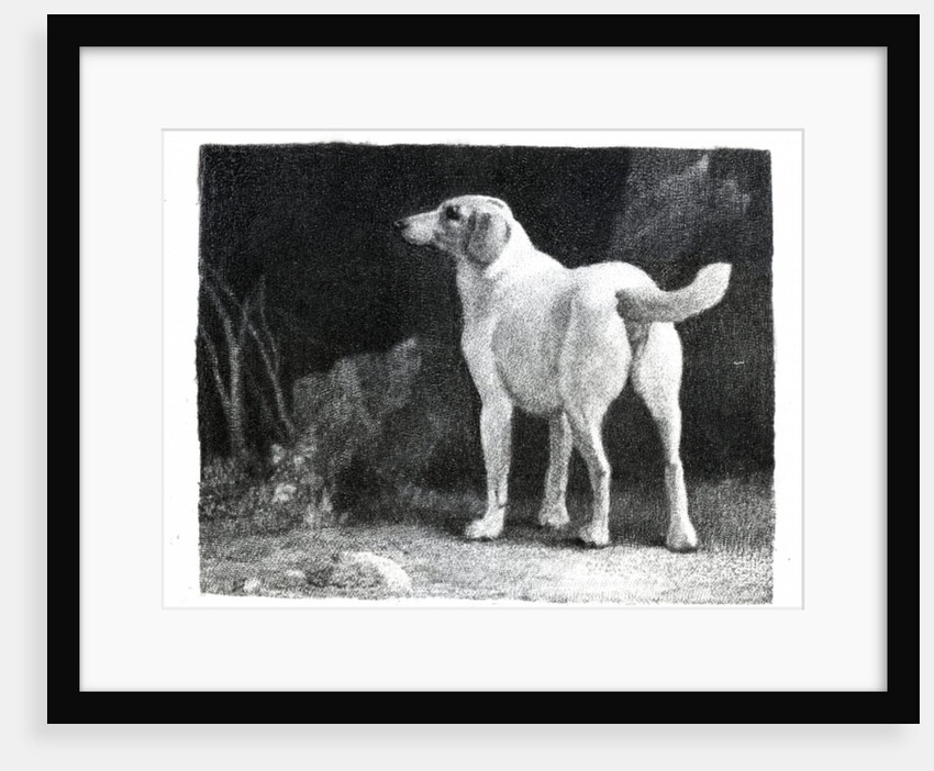 Dog, 1788 by George Stubbs