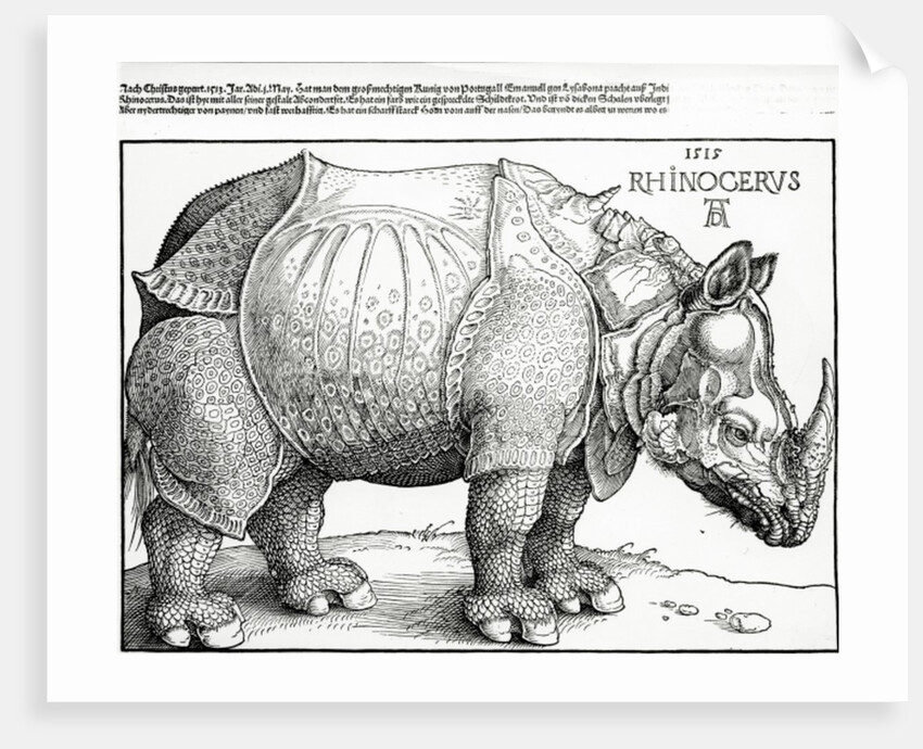 The Rhinoceros, 1515 by Albrecht Dürer or Duerer