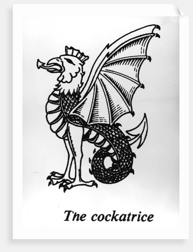The Cockatrice by English School