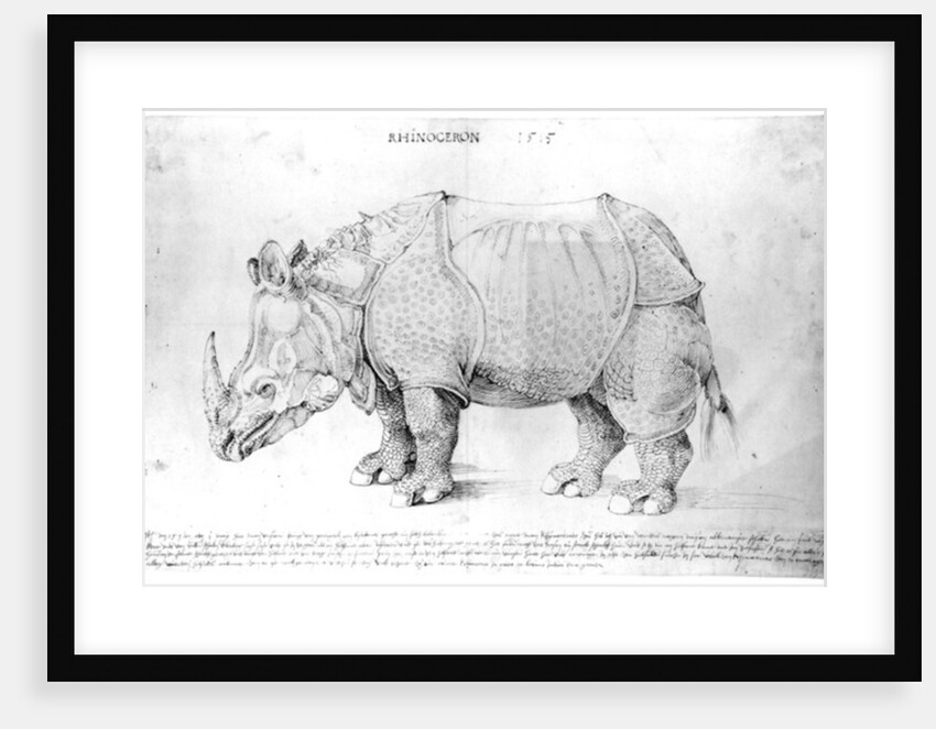 Rhinoceros, 1515 by Albrecht Dürer or Duerer