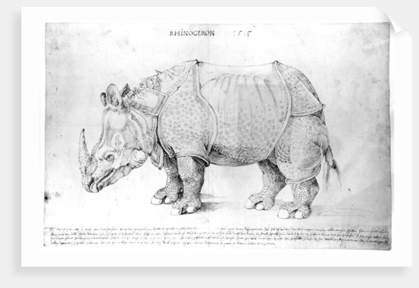 Rhinoceros, 1515 by Albrecht Dürer or Duerer