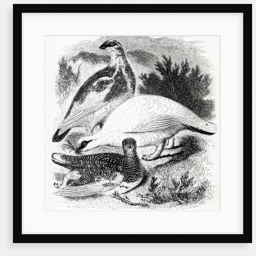 The Ptarmigan by William Yarrell