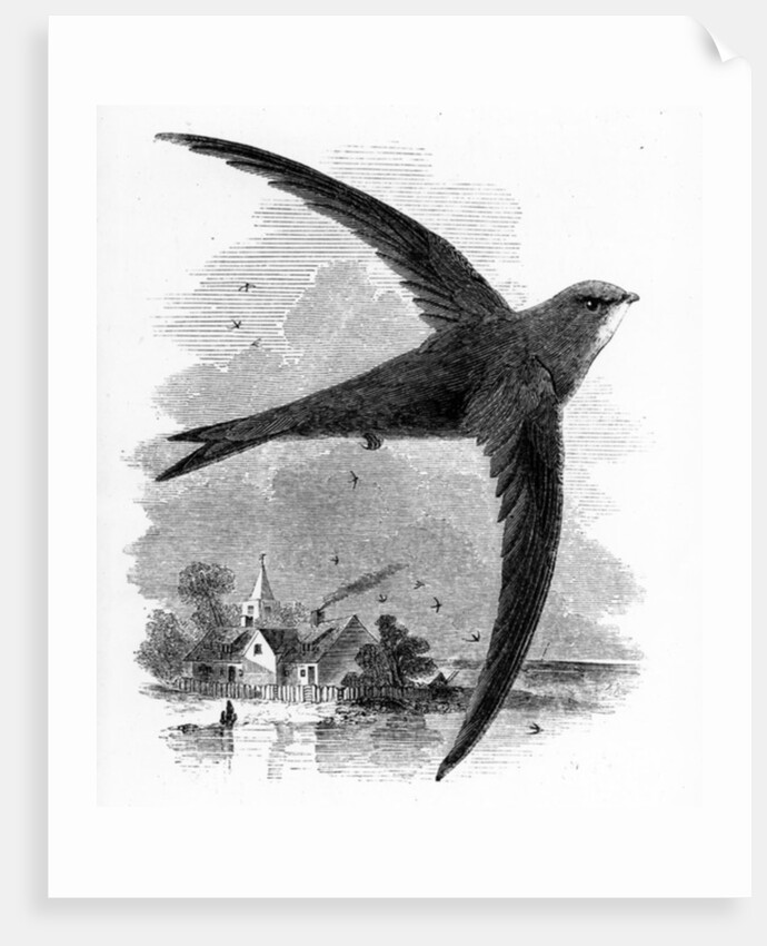 The Common Swift by William Yarrell