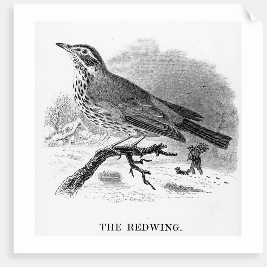 The Redwing by William Yarrell