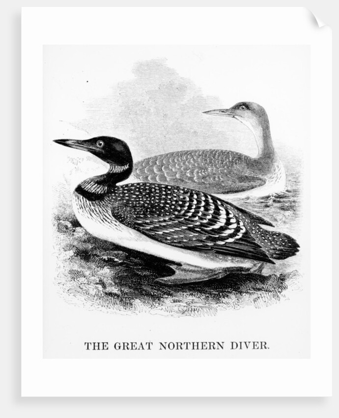 The Great Northern Diver by William Yarrell