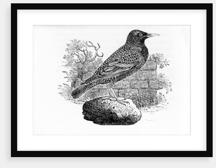The Starling by Thomas Bewick