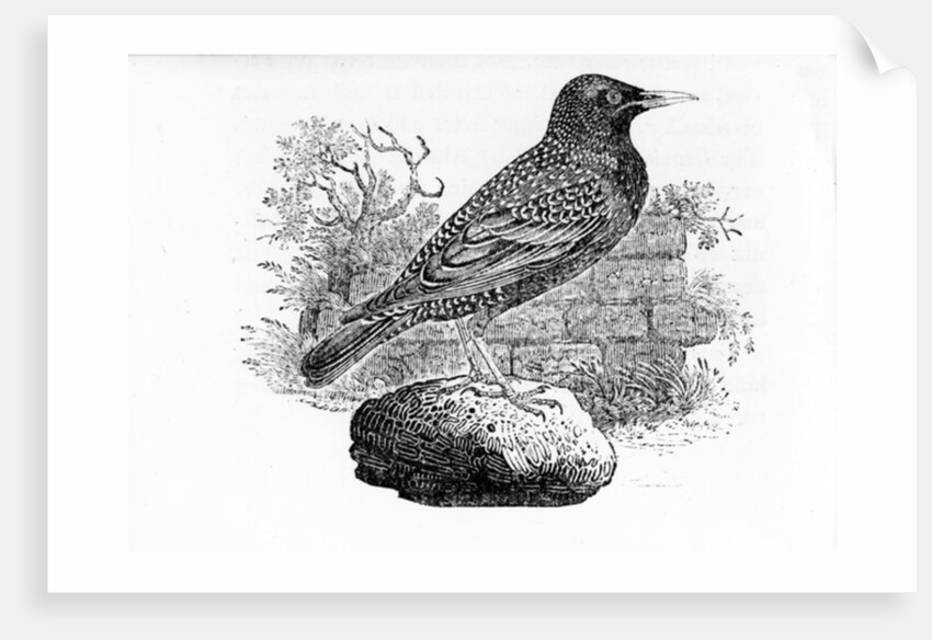 The Starling by Thomas Bewick