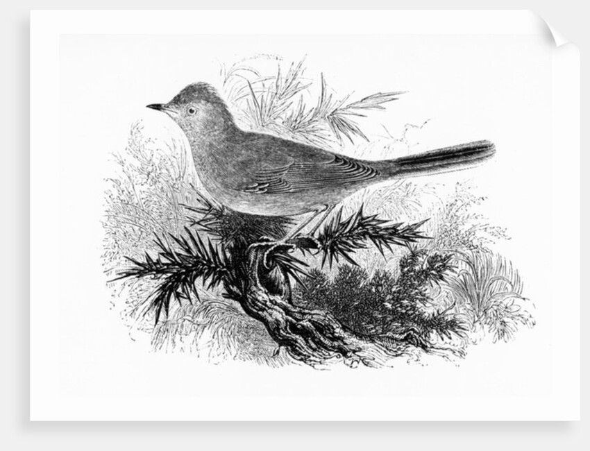 The Dartford Warbler by William Yarrell