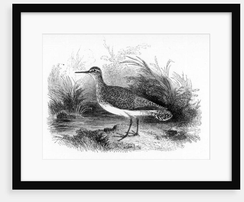 The Common Sandpiper by William Yarrell