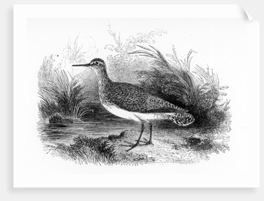 The Common Sandpiper by William Yarrell