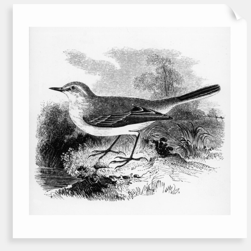 Ray's Wagtail by William Yarrell