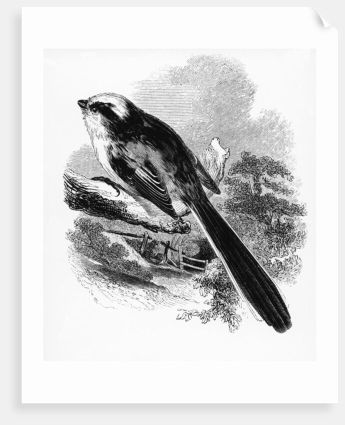 The Long-Tailed Tit by William Yarrell