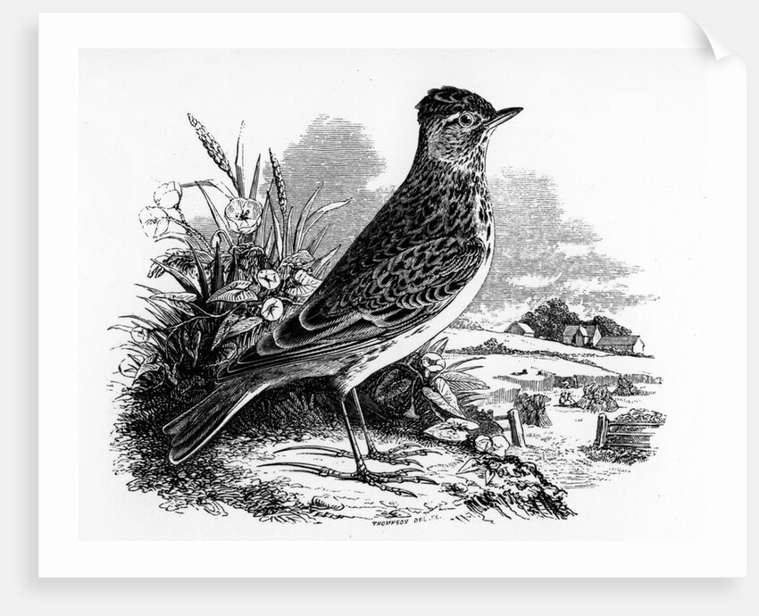 The Sky Lark by William Yarrell