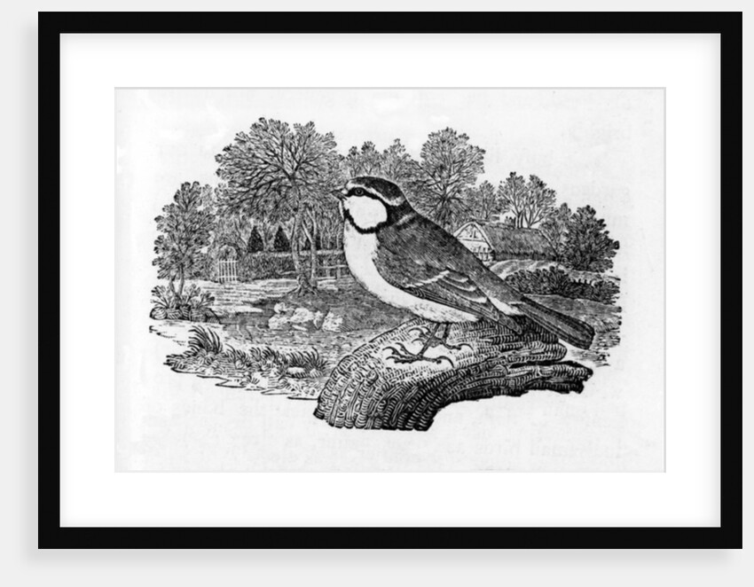 The Blue Titmouse by Thomas Bewick