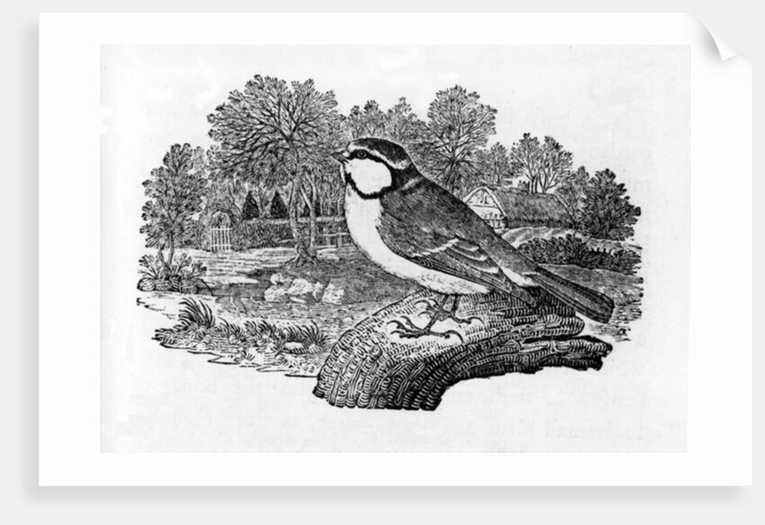 The Blue Titmouse by Thomas Bewick